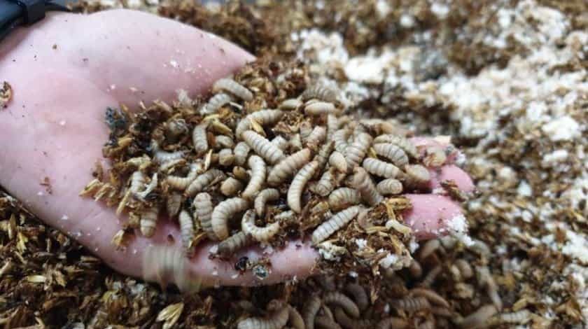 Vì sao nhiều nông dân muốn nuôi loài ruồi đẻ ra ấu trùng giàu dinh dưỡng để &quot;tẩm bổ&quot; cho heo, gà, vịt...nhanh lớn? - Ảnh 1.
