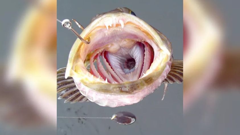 Loài cá kỳ lạ có 555 chiếc răng... và rụng 20 chiếc mỗi ngày - Ảnh 2.