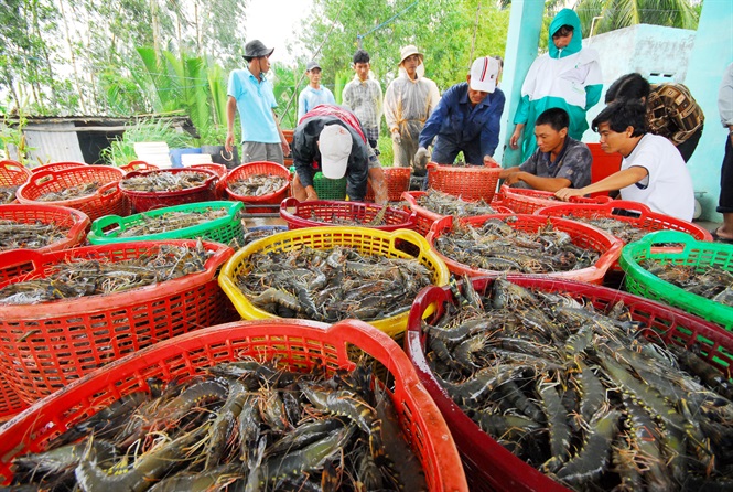 Mỹ, Nhật Bản, Trung Quốc mua một loại thủy sản của Việt Nam nhiều nhất, 2 tháng đầu năm thu về 558 triệu USD - Ảnh 3.