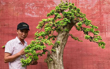 Vùng đất Nam bộ, dân trồng cây kiểng cổ, chơi thỏa thích, vào một ngày đẹp trời ai ngờ lãi quan viên