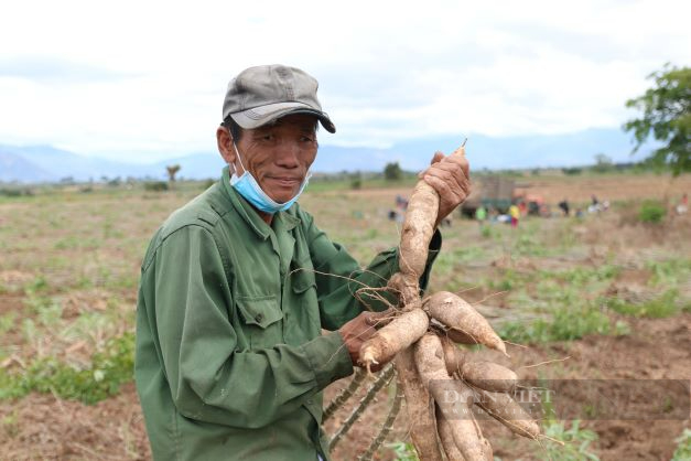 Ninh Thuận: Xây dựng vùng trồng mì nguyên liệu trên 5 nghìn hecta gắn với công nghiệp chế biến - Ảnh 1.