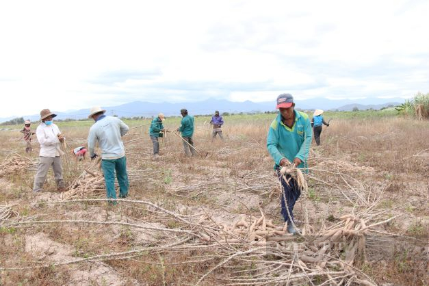 Ninh Thuận: Xây dựng vùng trồng mì nguyên liệu trên 5 nghìn hecta gắn với công nghiệp chế biến - Ảnh 4.