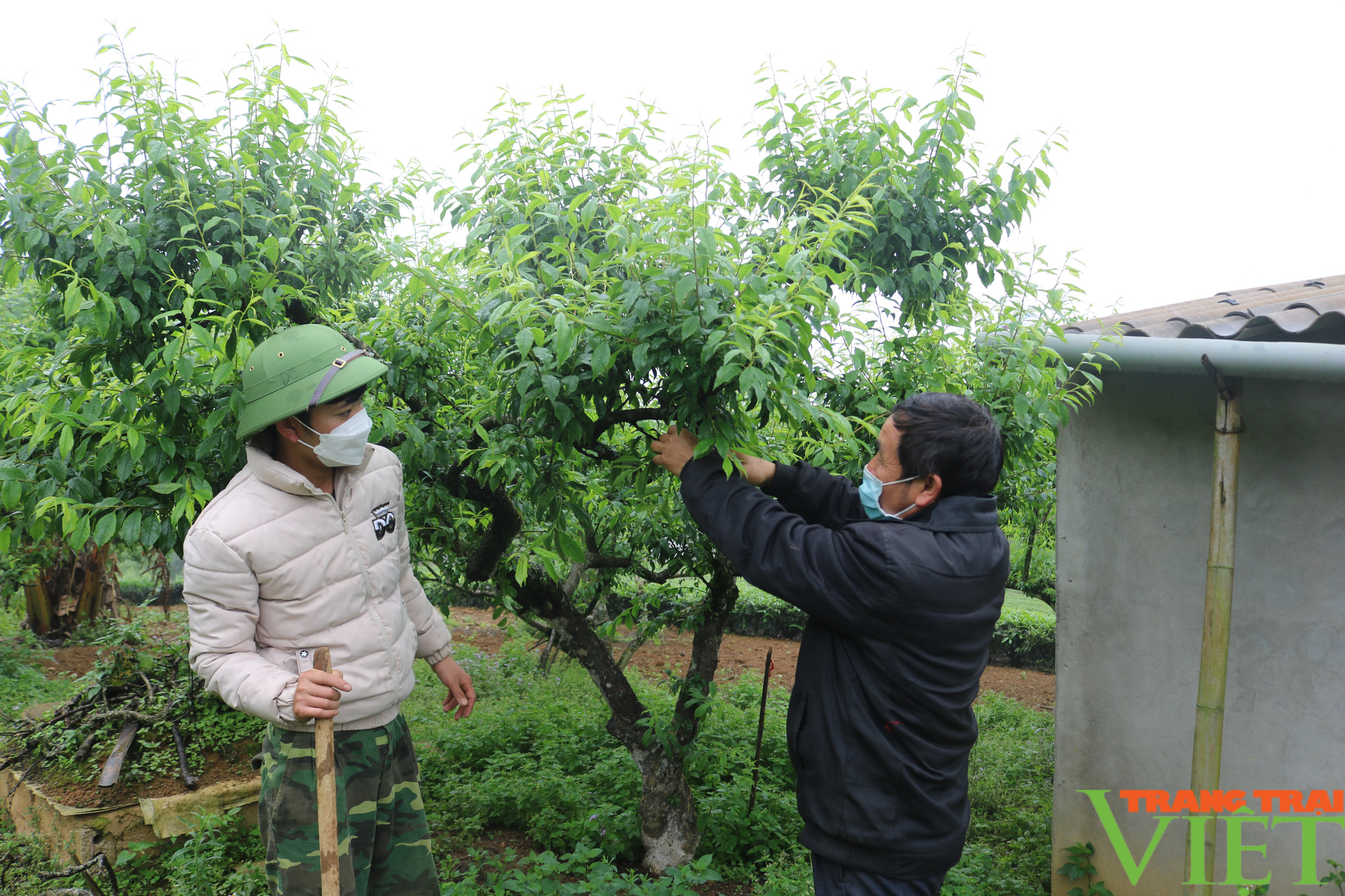 Quỹ Hỗ trợ nông dân giúp nông dân Vân Hồ vượt khó, làm giàu - Ảnh 4.