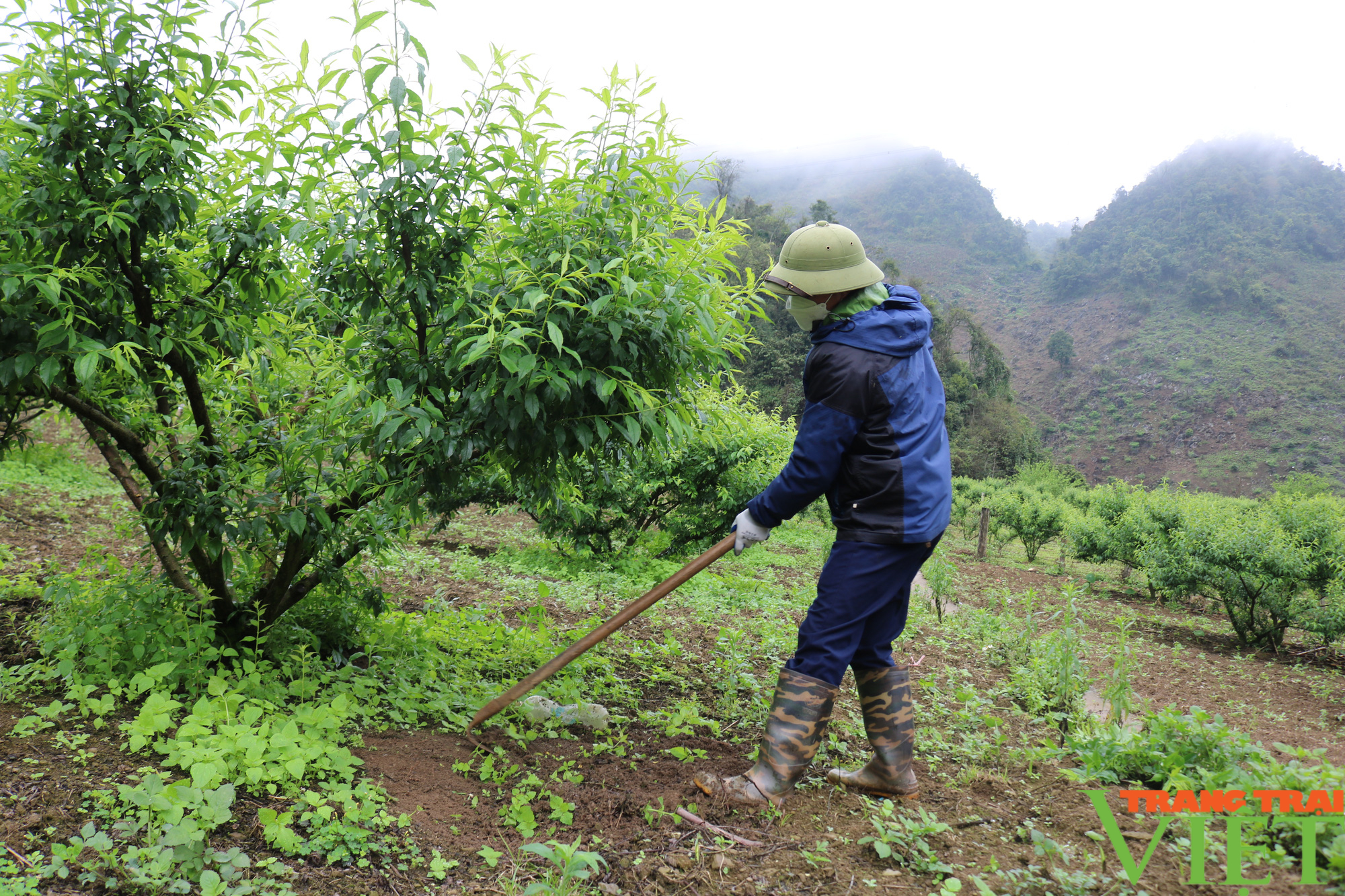 Quỹ Hỗ trợ nông dân giúp nông dân Vân Hồ vượt khó, làm giàu - Ảnh 5.