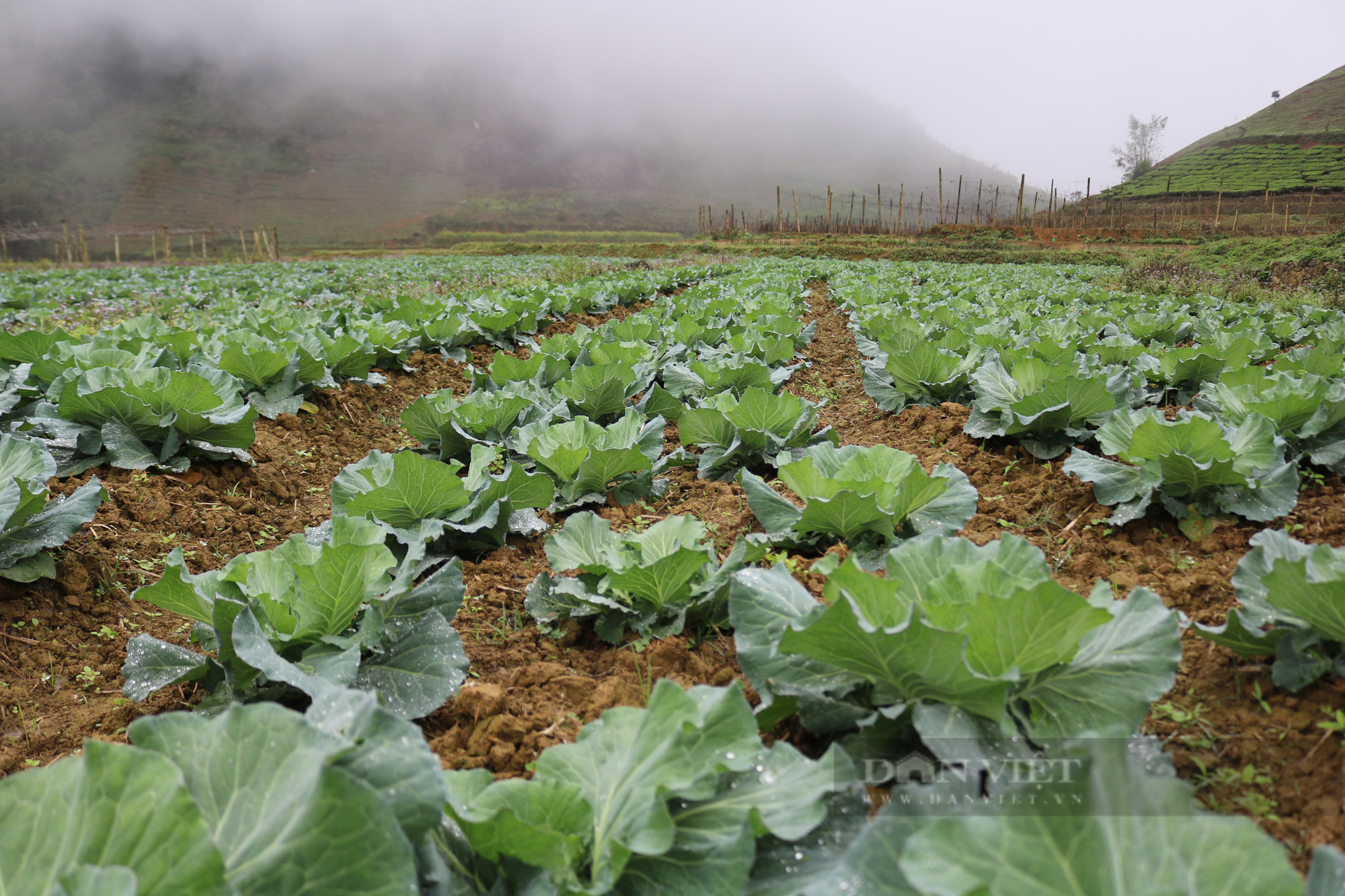 Chi hội trưởng Chi hội nông dân người Mông tiết lộ tiết lộ bí quyết trồng bắp cải xuất vào siêu thị Big C - Ảnh 3.