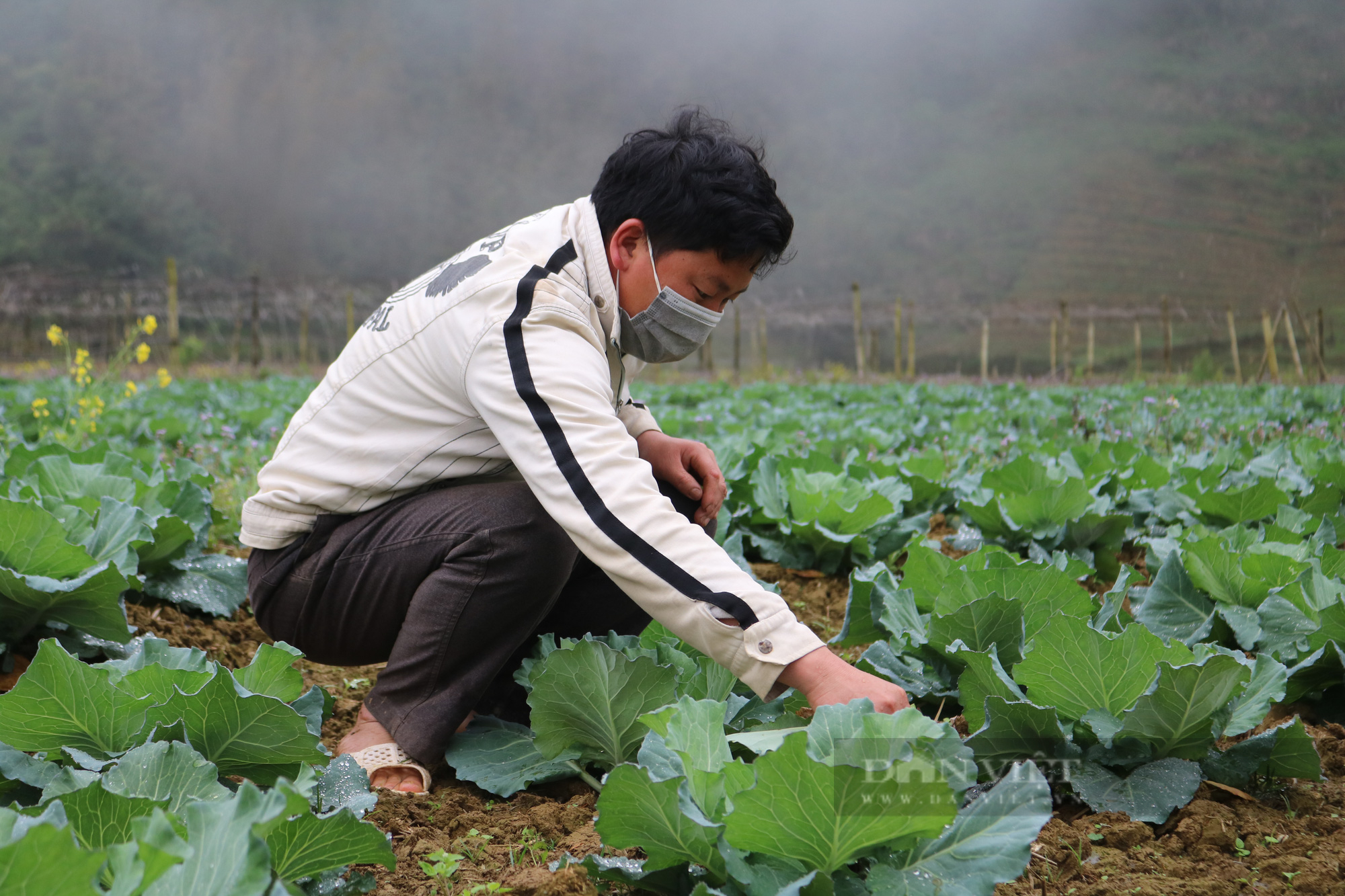 Chi hội trưởng Chi hội nông dân người Mông tiết lộ tiết lộ bí quyết trồng bắp cải xuất vào siêu thị Big C - Ảnh 4.
