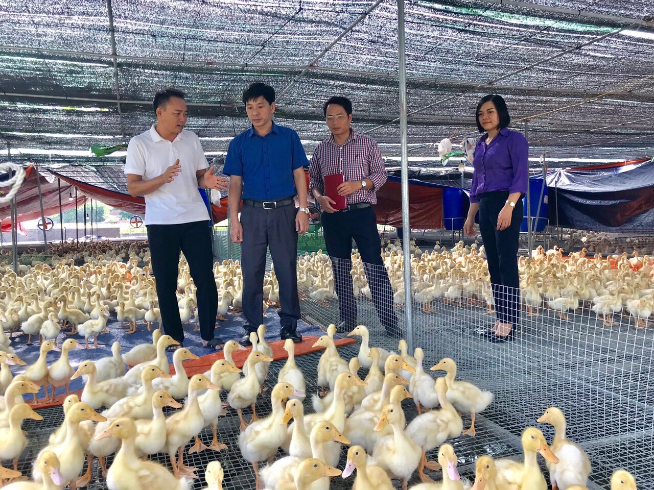 Thái Nguyên: Một ông nông dân nuôi gà đẻ trứng, một ông làm sàn cho vịt nhún nhảy, hai ông này đều là tỷ phú - Ảnh 2.