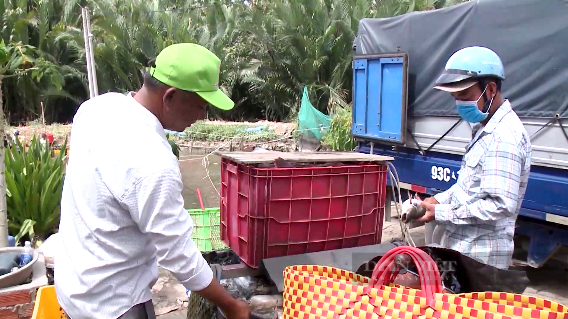 Giá cá tra nguyên liệu xuất khẩu tăng nóng, làng cá tra Sài thành đứng ngoài cuộc chơi - Ảnh 3.