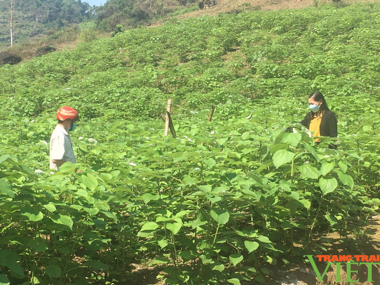 Quỹ Hỗ trợ nông dân giúp nông dân Vân Hồ vượt khó, làm giàu - Ảnh 6.