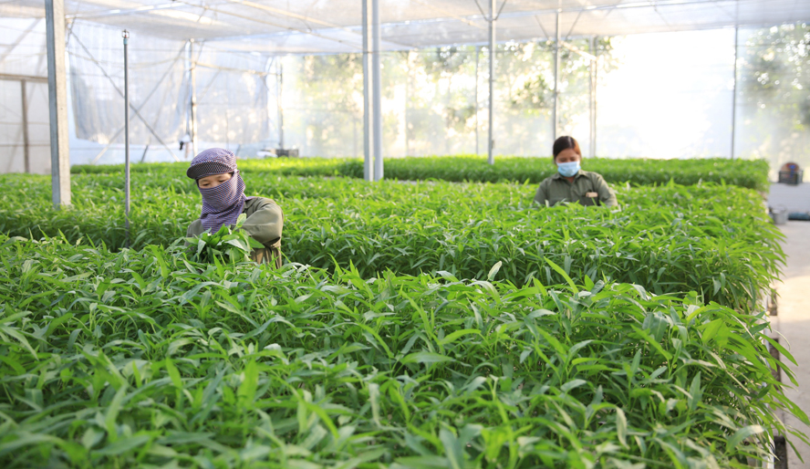 Thanh Trì chú trọng phát triển nông nghiệp công nghệ cao - Ảnh 1.