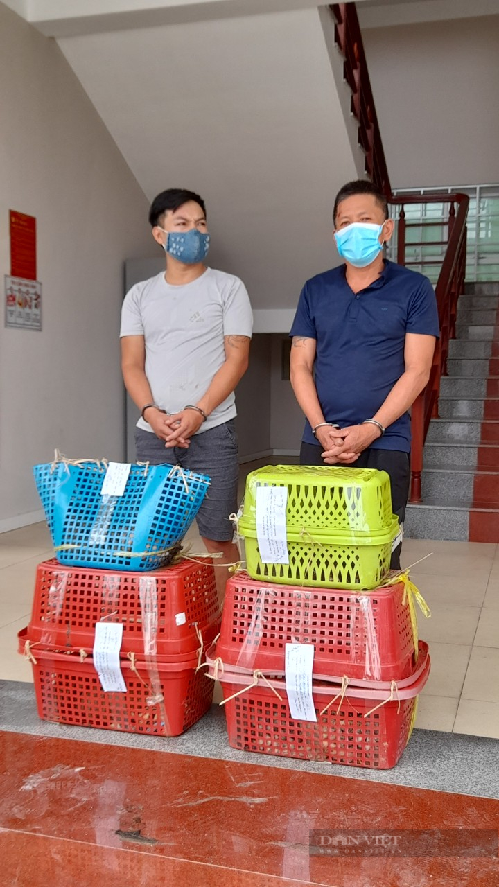 Các đối tượng vận chuyển 7 cá thể hổ con trái phép ở Nghệ An bị tuyên án 9 năm tù - Ảnh 2.