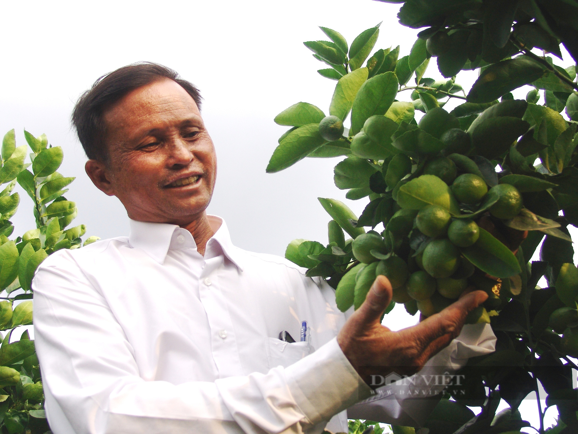 Giá chanh tươi liên tiếp “nhảy cóc” khi giá phân bón đeo bám quyết liệt - Ảnh 3.