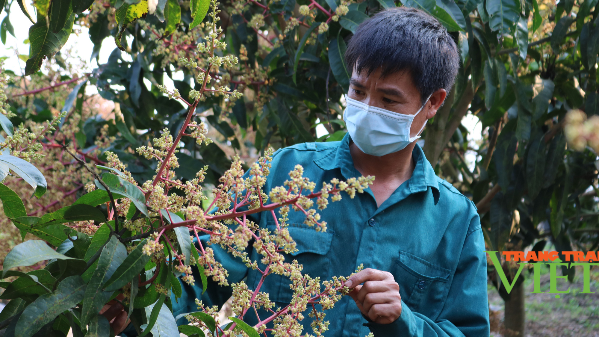 Sơn La: Phòng trừ sâu, bệnh cho 80.000 ha cây ăn quả - Ảnh 1.