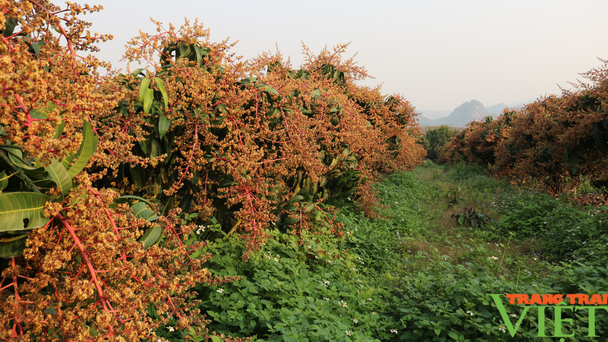 Sơn La: Phòng trừ sâu, bệnh cho 80.000 ha cây ăn quả - Ảnh 2.