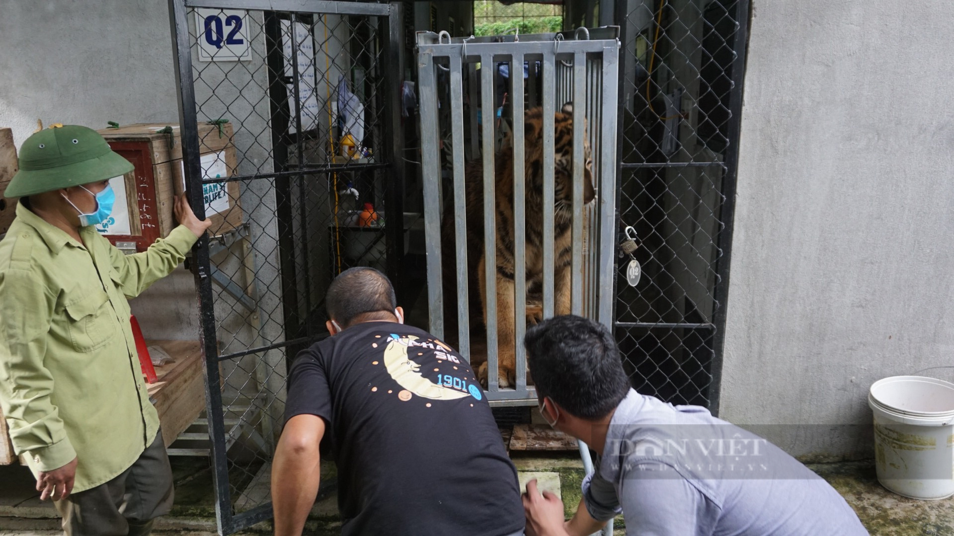 Các đối tượng vận chuyển 7 cá thể hổ con trái phép ở Nghệ An bị tuyên án 9 năm tù - Ảnh 3.