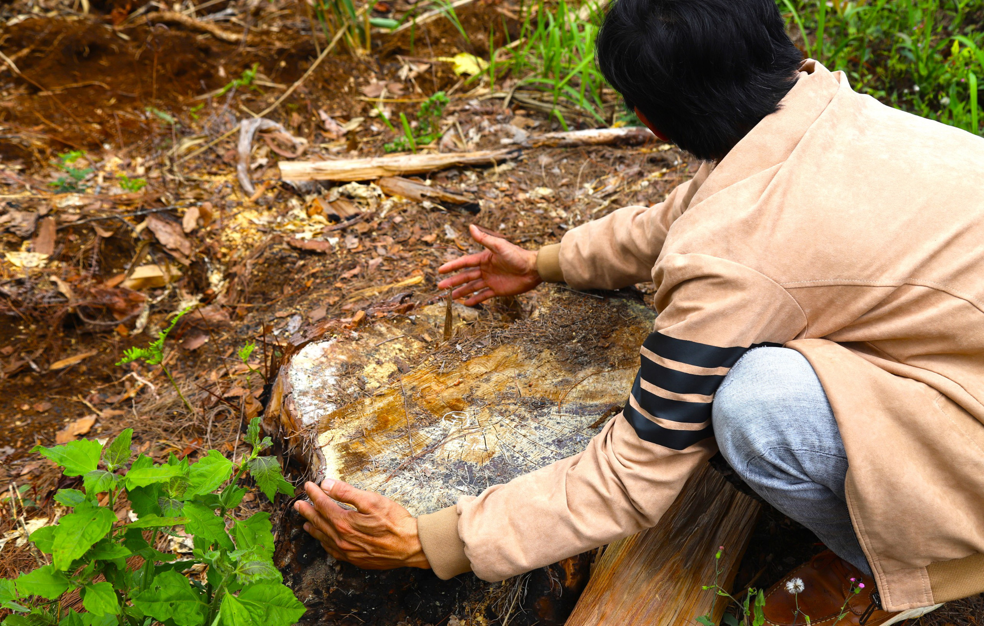 Vụ phá 1,9ha rừng ở Bảo Lâm: Tạm đình chỉ công tác Chủ tịch xã Lộc Phú 15 ngày - Ảnh 4.