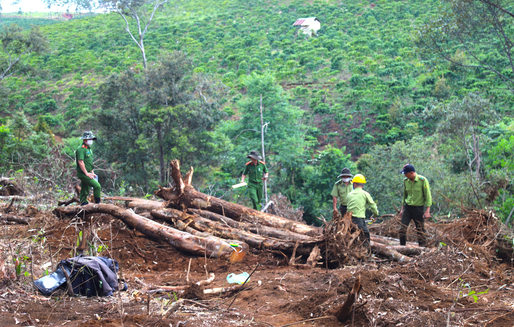 Vụ phá 1,9ha rừng ở Bảo Lâm: Tạm đình chỉ công tác Chủ tịch xã Lộc Phú 15 ngày - Ảnh 1.