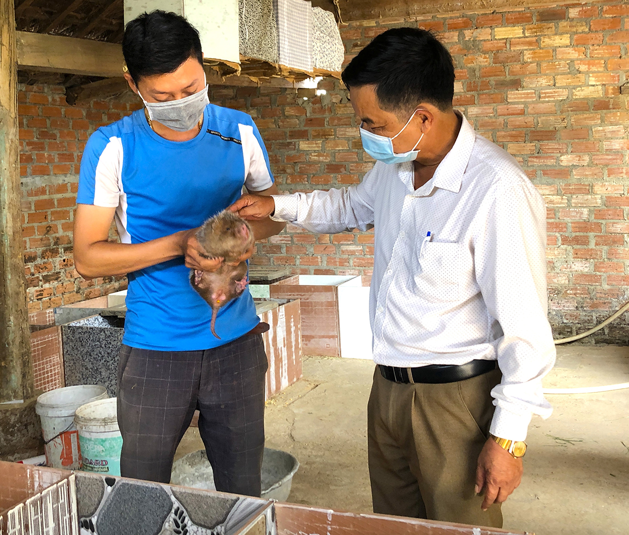 Nuôi loài thú trong chuồng bò, đẻ sòn sòn, con non nuôi nuôi 2-3 tháng là trai làng Gia Lai bán được 1,2 triệu/cặp - Ảnh 1.