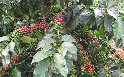 Giá cà phê hôm nay tại Đắk Lắk hơn 41.000 đồng/kg, bí quyết bón phân mùa khô cho cà phê hoa sai chi chít