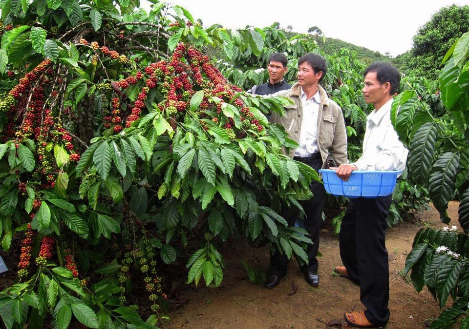 Giá cà phê còn bị đè nặng, nông dân nguy cơ thua lỗ &quot;vỡ mặt&quot; vì điều này - Ảnh 5.