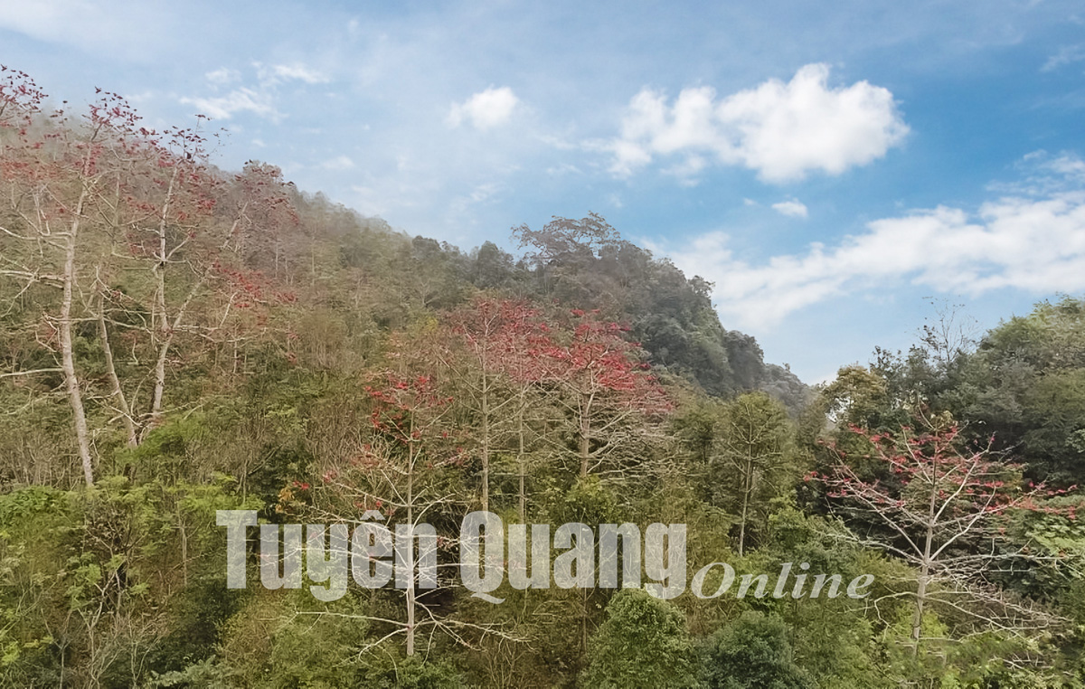Loài cây gì tới mùa hoa nở đỏ núi đồi, ở nơi này của Tuyên Quang đưa khách du lịch lên ngắm, chụp ảnh? - Ảnh 2.