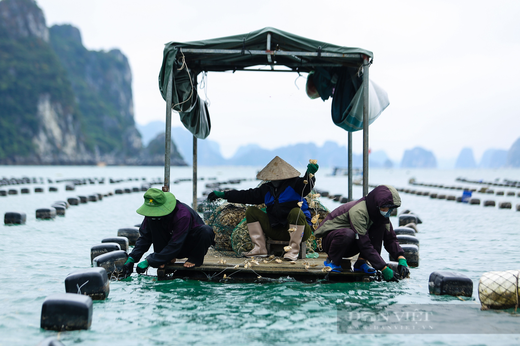 Để sản xuất tôm và nuôi biển xứng đáng với tiềm năng của Quảng Ninh - Ảnh 1.