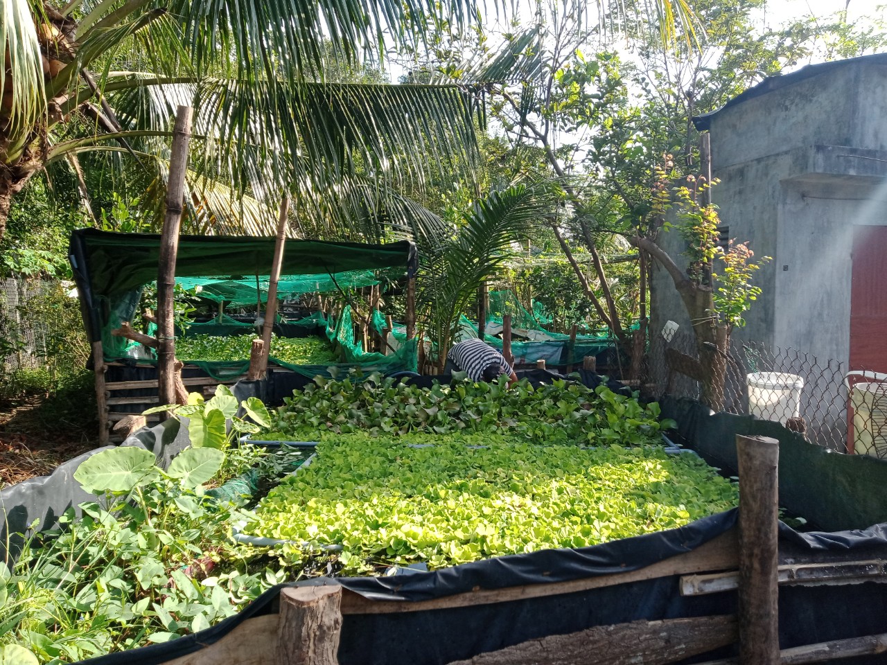 Trai làng bỏ Sài Gòn về quê Phú Yên đào ao nuôi cá Nhật Bản, làm bể nuôi ốc đặc sản mà khá giả lên - Ảnh 4.