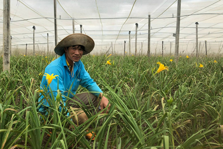 Trồng loài hoa nghe tên thấy &quot;đau nhói&quot;, không phải để ngắm mà để ăn, tháng nào cũng bỏ túi vài chục triệu - Ảnh 1.