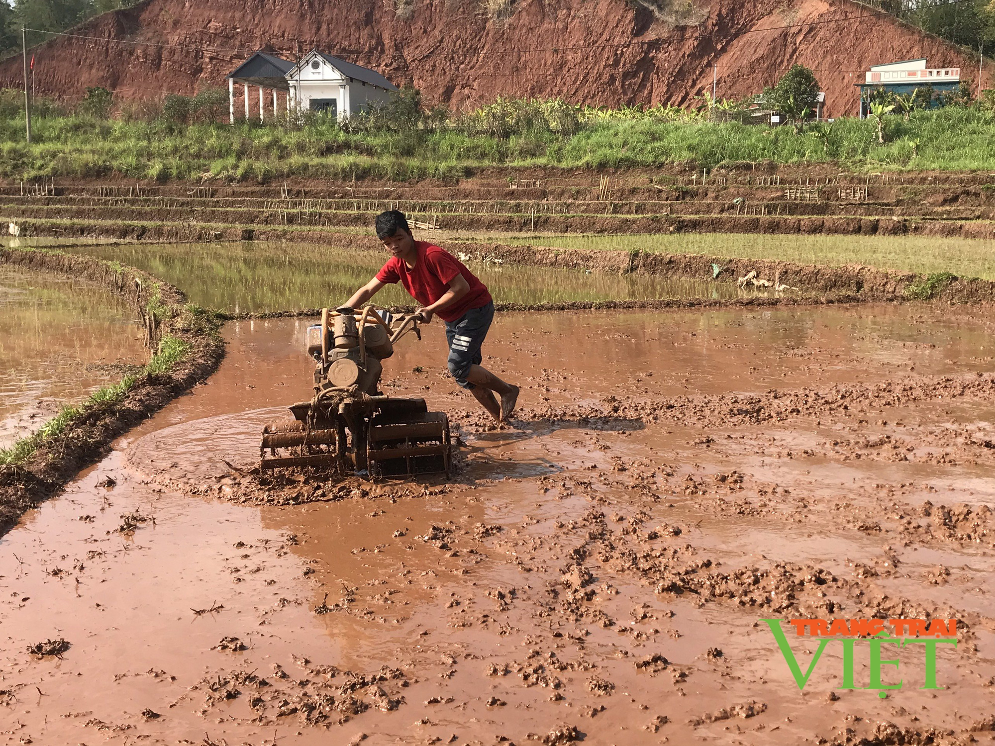 Yên Châu chú trọng phát triển nông nghiệp - Ảnh 1.