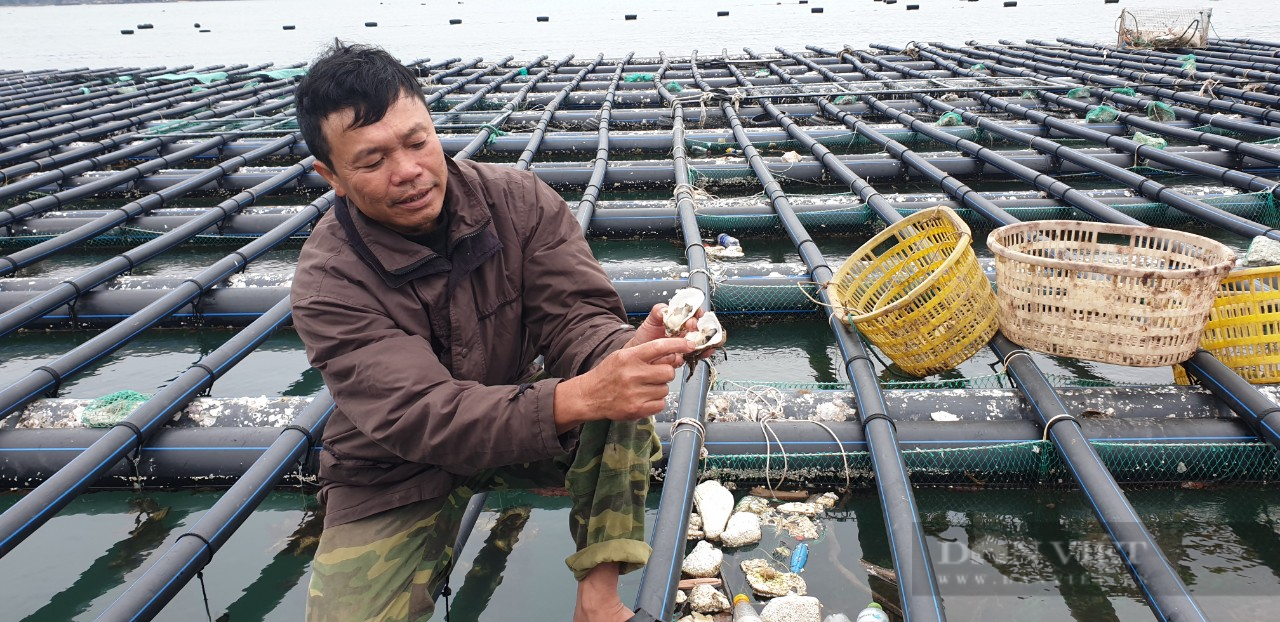 Để sản xuất tôm và nuôi biển xứng đáng với tiềm năng của Quảng Ninh - Ảnh 4.