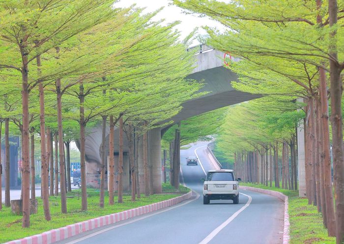 Hàng cây bàng lá nhỏ khiến đường lên cầu Thanh Trì đẹp như tranh - Ảnh 3.