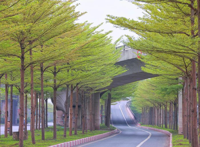 Hàng cây bàng lá nhỏ khiến đường lên cầu Thanh Trì đẹp như tranh - Ảnh 1.