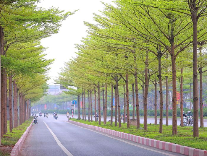 Hàng cây bàng lá nhỏ khiến đường lên cầu Thanh Trì đẹp như tranh - Ảnh 4.