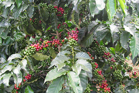Giá cà phê hôm nay tại Đắk Lắk giữ mốc hơn 41.000 đồng/kg, bón phân mùa khô cho cà phê sao cho hợp lý? - Ảnh 1.