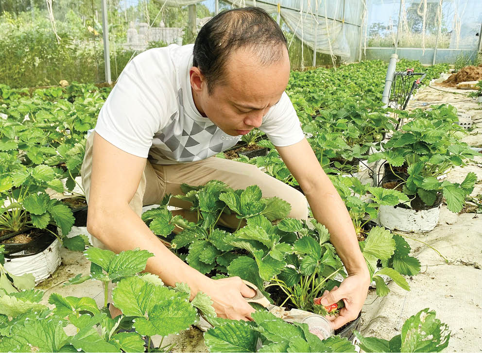 Trồng loại cây thấp lùn, lá trông như rau má, ra quả đỏ như trái mận, anh nông dân TP Huế hái không kịp bán - Ảnh 1.