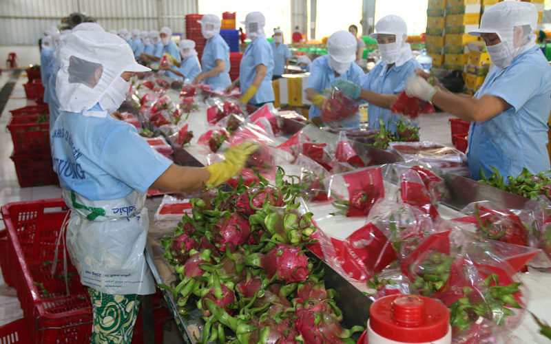 Nông sản Việt tăng tốc xuất khẩu sang thị trường Mỹ