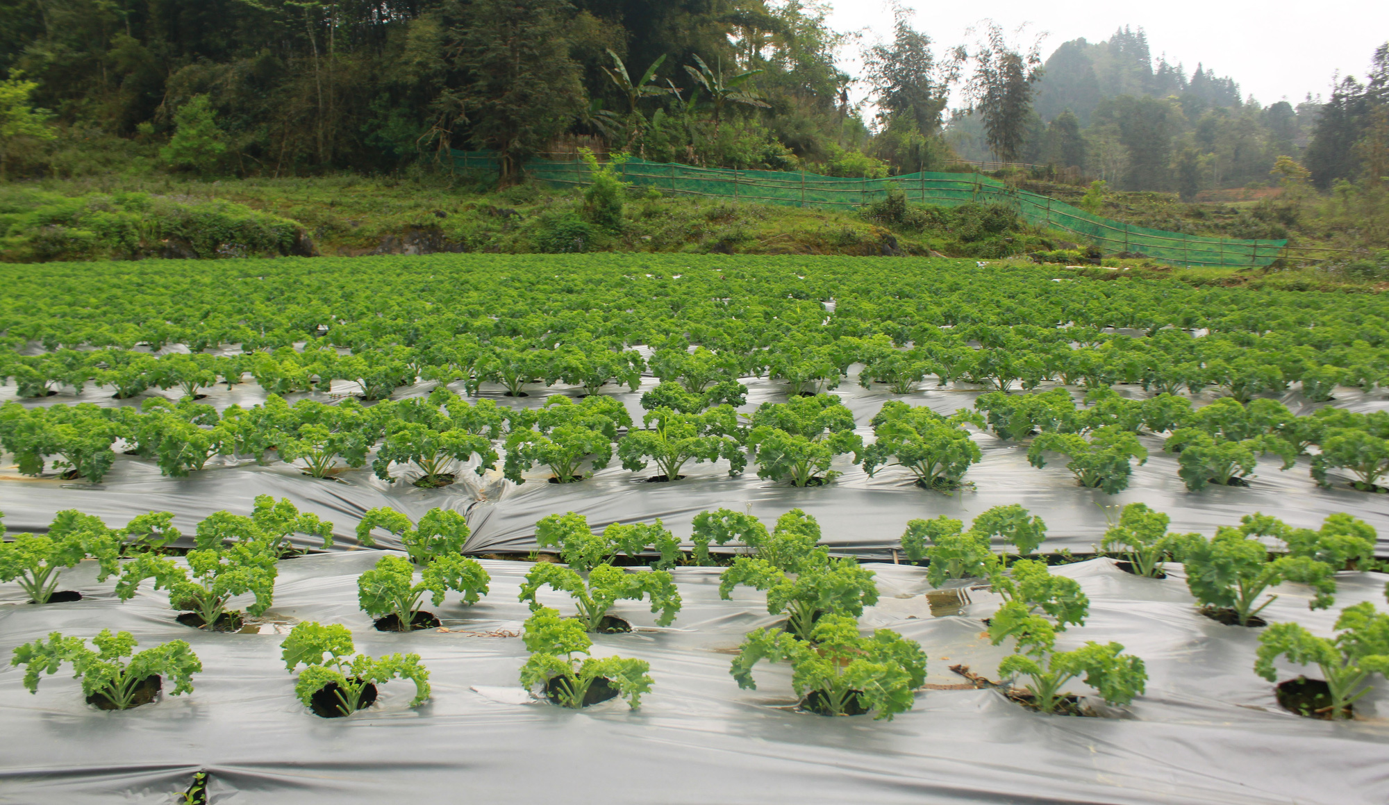 Kỹ thuật trồng và chăm sóc cải xoăn Kale trong thùng xốp