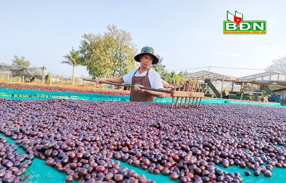 Đây là cách trồng cà phê &quot;tưởng lười mà thành siêng&quot; ở Đắk Nông, hạt cà phê dân ở đây bán giá 65.000 đồng/kg - Ảnh 1.