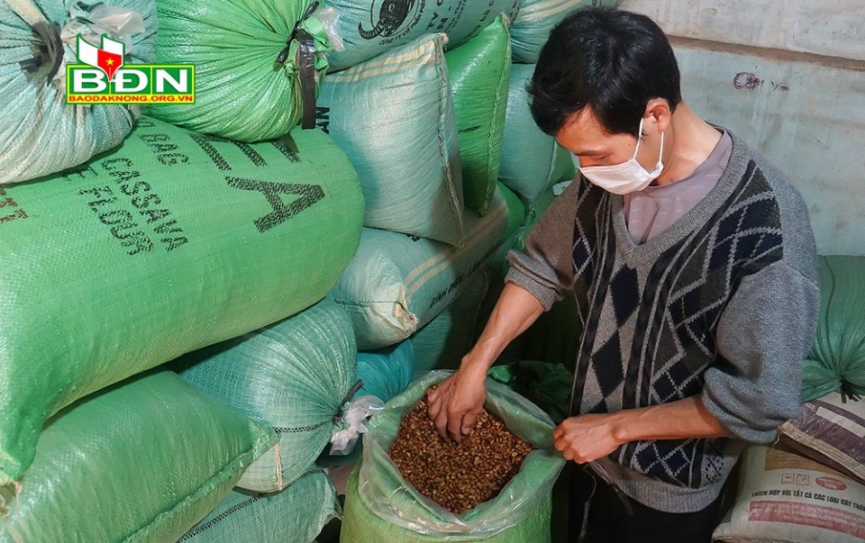 Đây là cách trồng cà phê &quot;tưởng lười mà thành siêng&quot; ở Đắk Nông, hạt cà phê dân ở đây bán giá 65.000 đồng/kg - Ảnh 2.