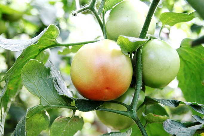 Lâm Đồng: Chủ tịch Hội Nông dân xã trồng cà chua lạ công nghệ cao, vườn đẹp mê ly, ai nhìn cũng tấm tắc khen - Ảnh 3.