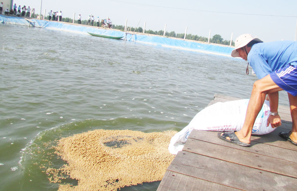 Giá một loài cá đang cao ngất, tại sao ngành nông nghiệp Long An vẫn khuyên không mở rộng diện tích? - Ảnh 1.