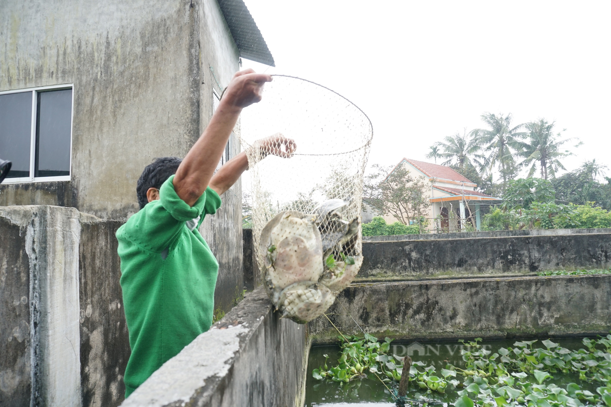 Nuôi con da trơn, vừa nhút nhát vừa hung dữ, nông dân xứ Quảng đổi đời - Ảnh 5.