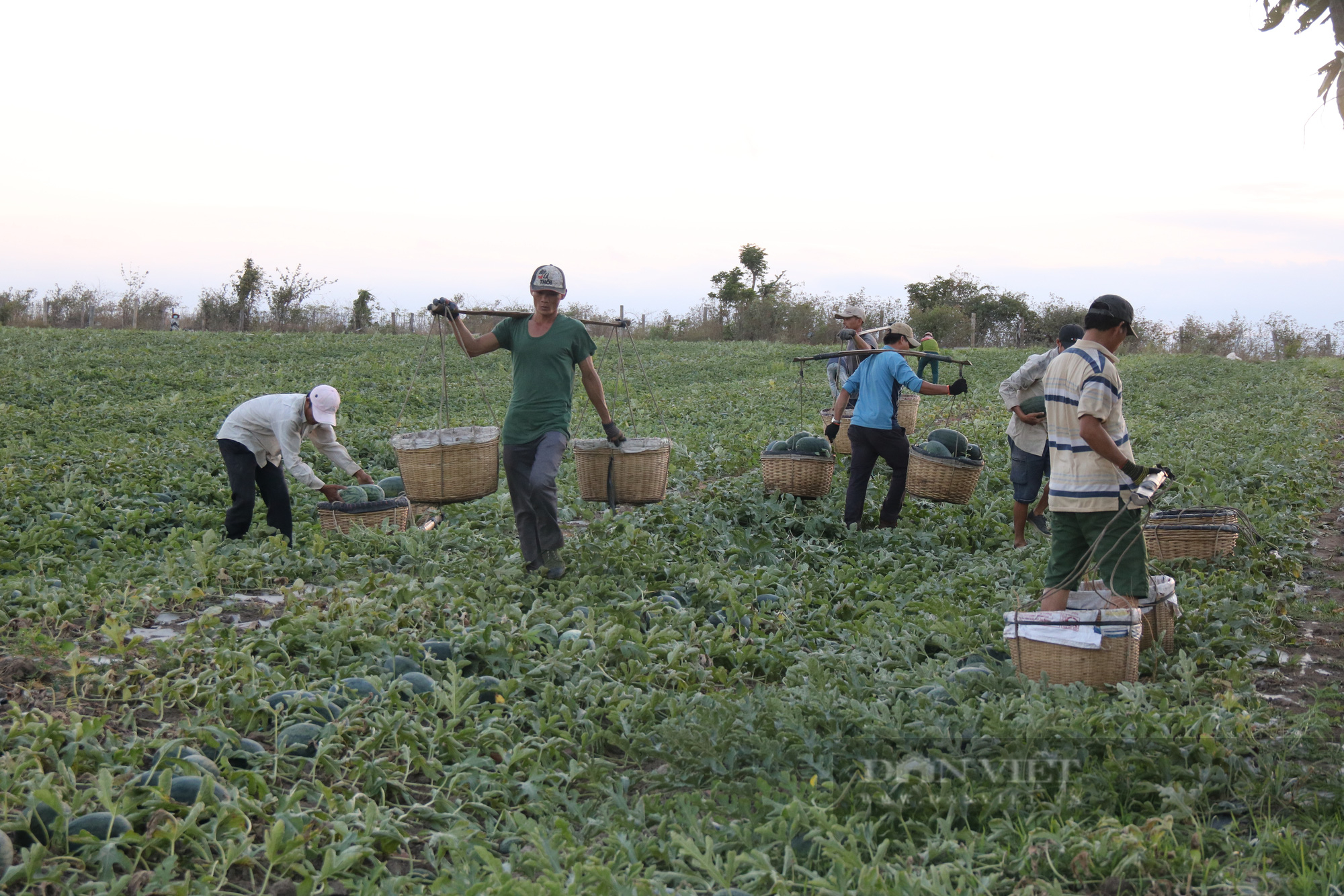 Phiêu bạt đến Gia Lai làm gánh dưa thuê, người lao động nghèo mong đủ trang trải cuộc sống  - Ảnh 2.