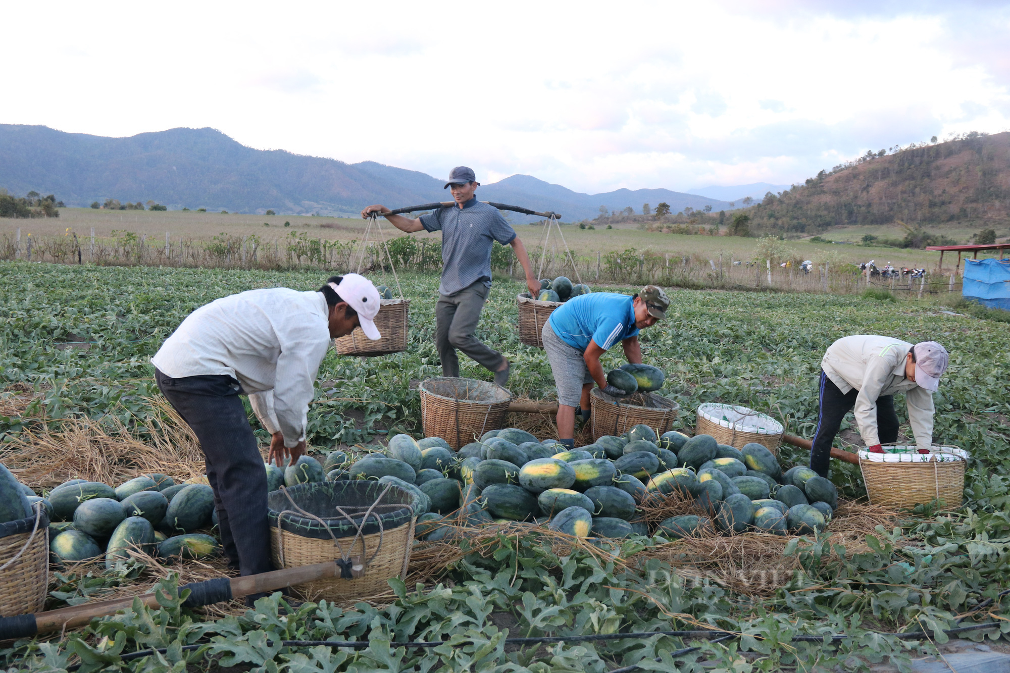 Phiêu bạt đến Gia Lai làm gánh dưa thuê, người lao động nghèo mong đủ trang trải cuộc sống  - Ảnh 5.