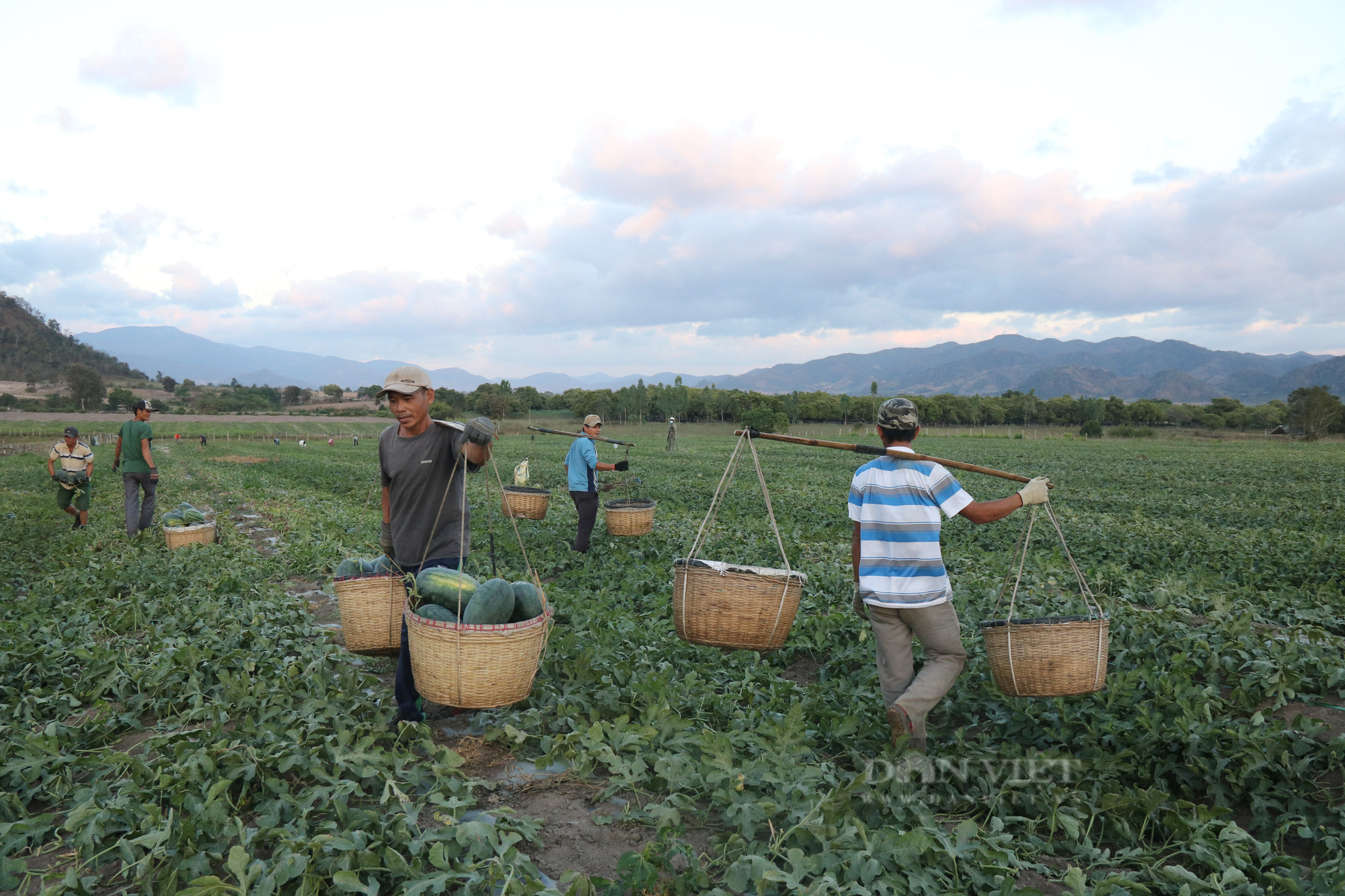 Phiêu bạt đến Gia Lai làm gánh dưa thuê, người lao động nghèo mong đủ trang trải cuộc sống  - Ảnh 4.