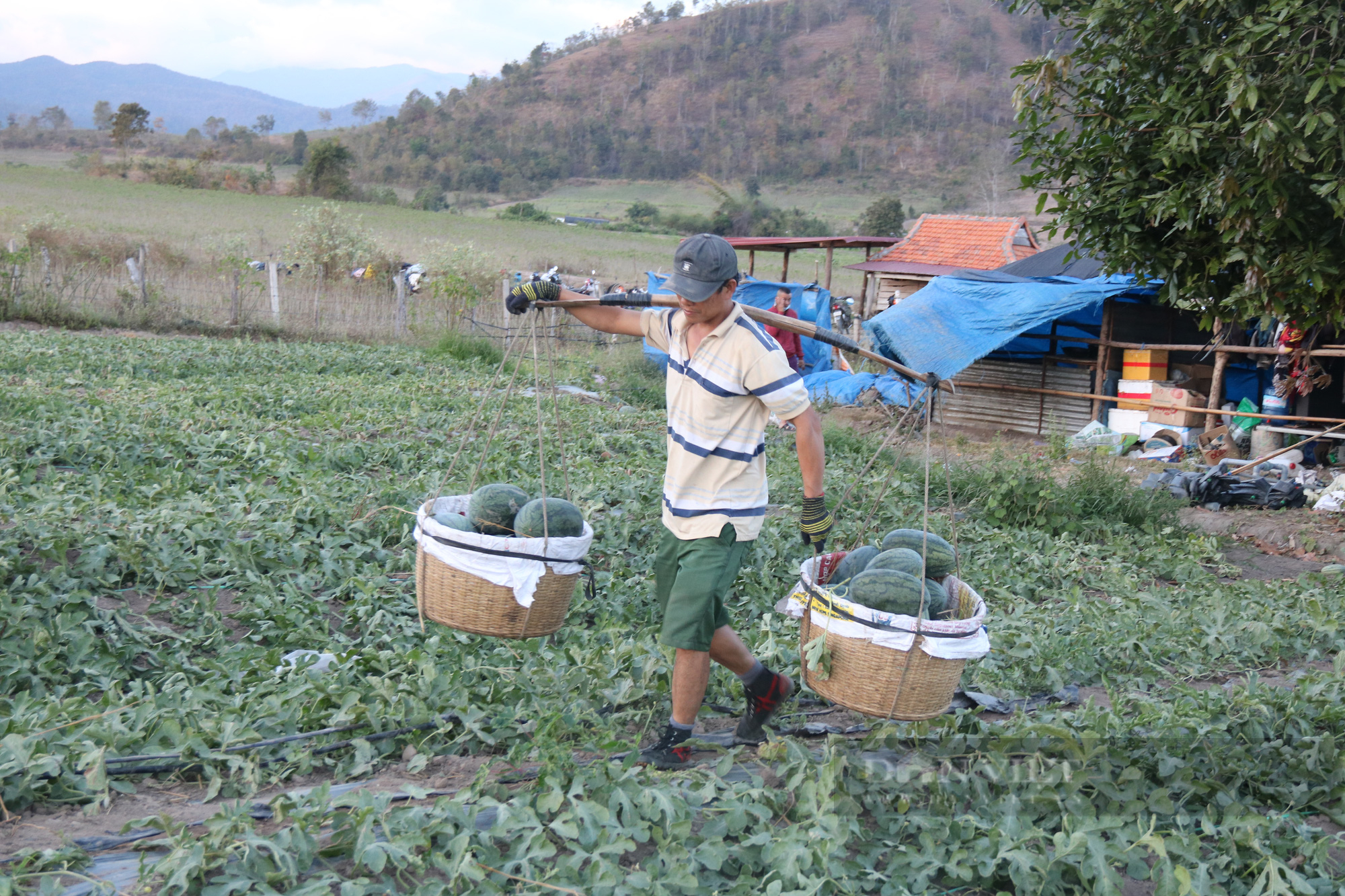 Phiêu bạt đến Gia Lai làm gánh dưa thuê, người lao động nghèo mong đủ trang trải cuộc sống  - Ảnh 3.