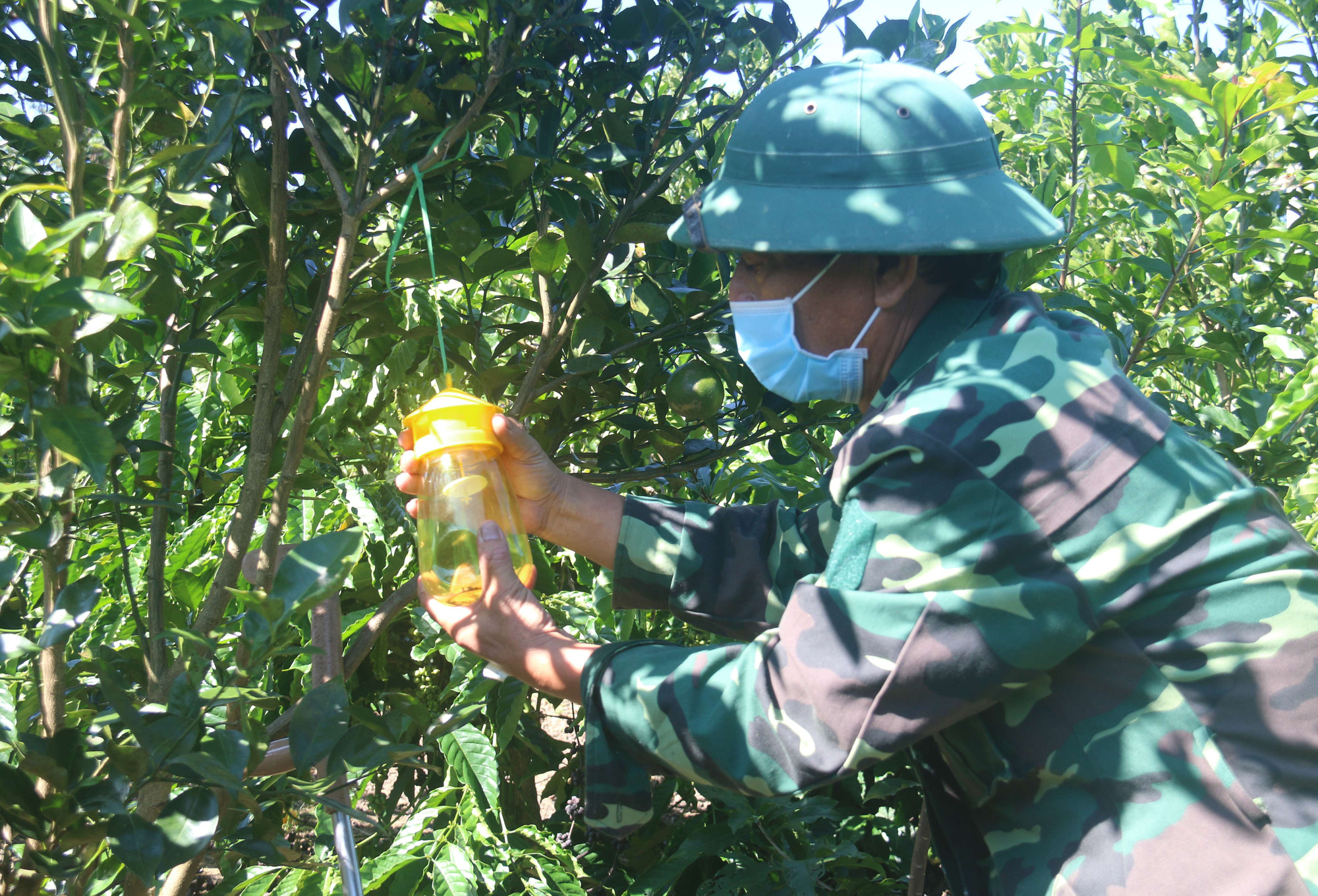 Kon Tum: Ông nông dân tự &quot;chế&quot; phân bón ủ từ cá mương, bón cho cà phê, cây ăn quả đều xanh tốt, trĩu quả - Ảnh 1.