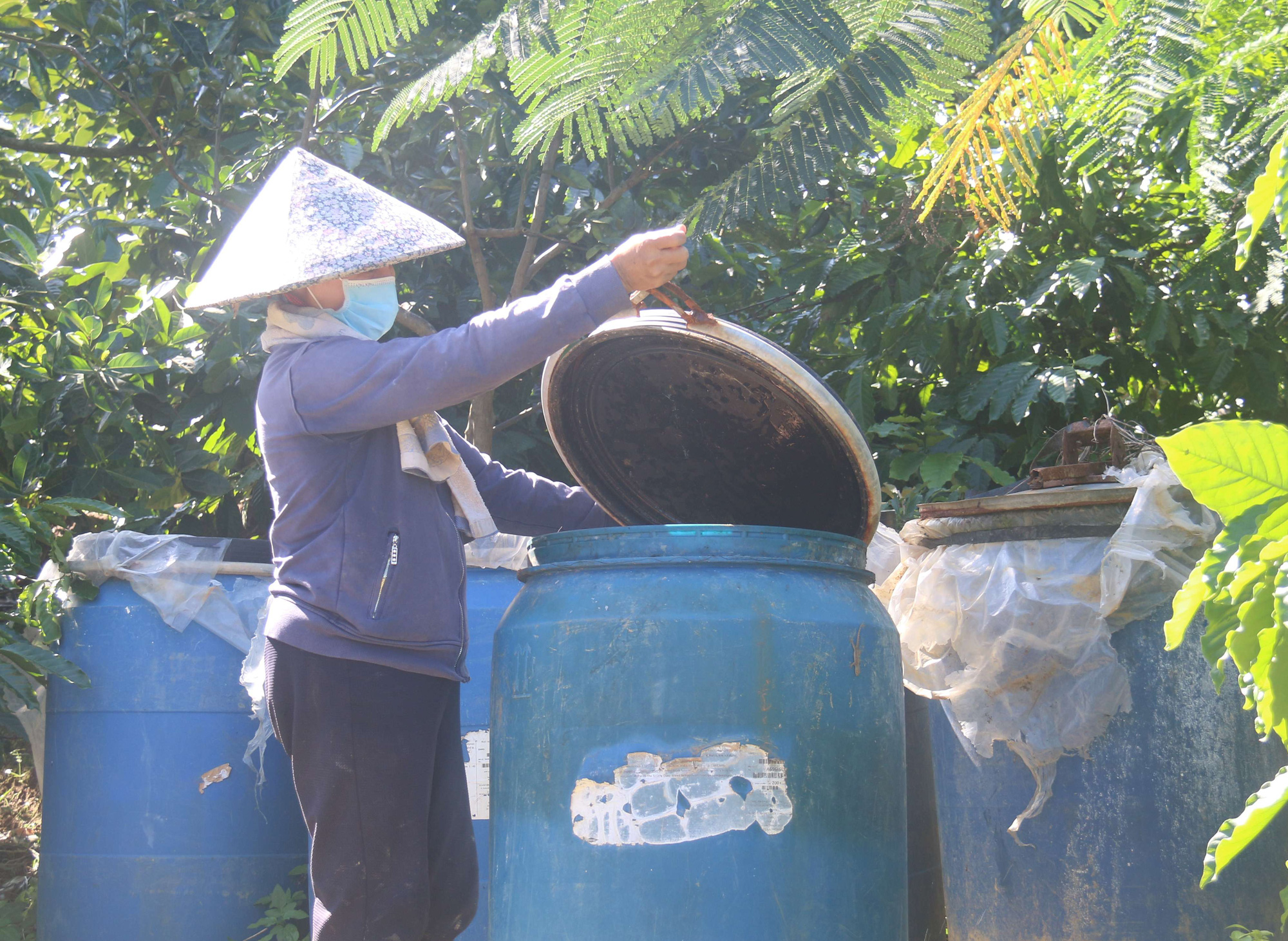 Kon Tum: Ông nông dân tự &quot;chế&quot; phân bón ủ từ cá mương, bón cho cà phê, cây ăn quả đều xanh tốt, trĩu quả - Ảnh 2.