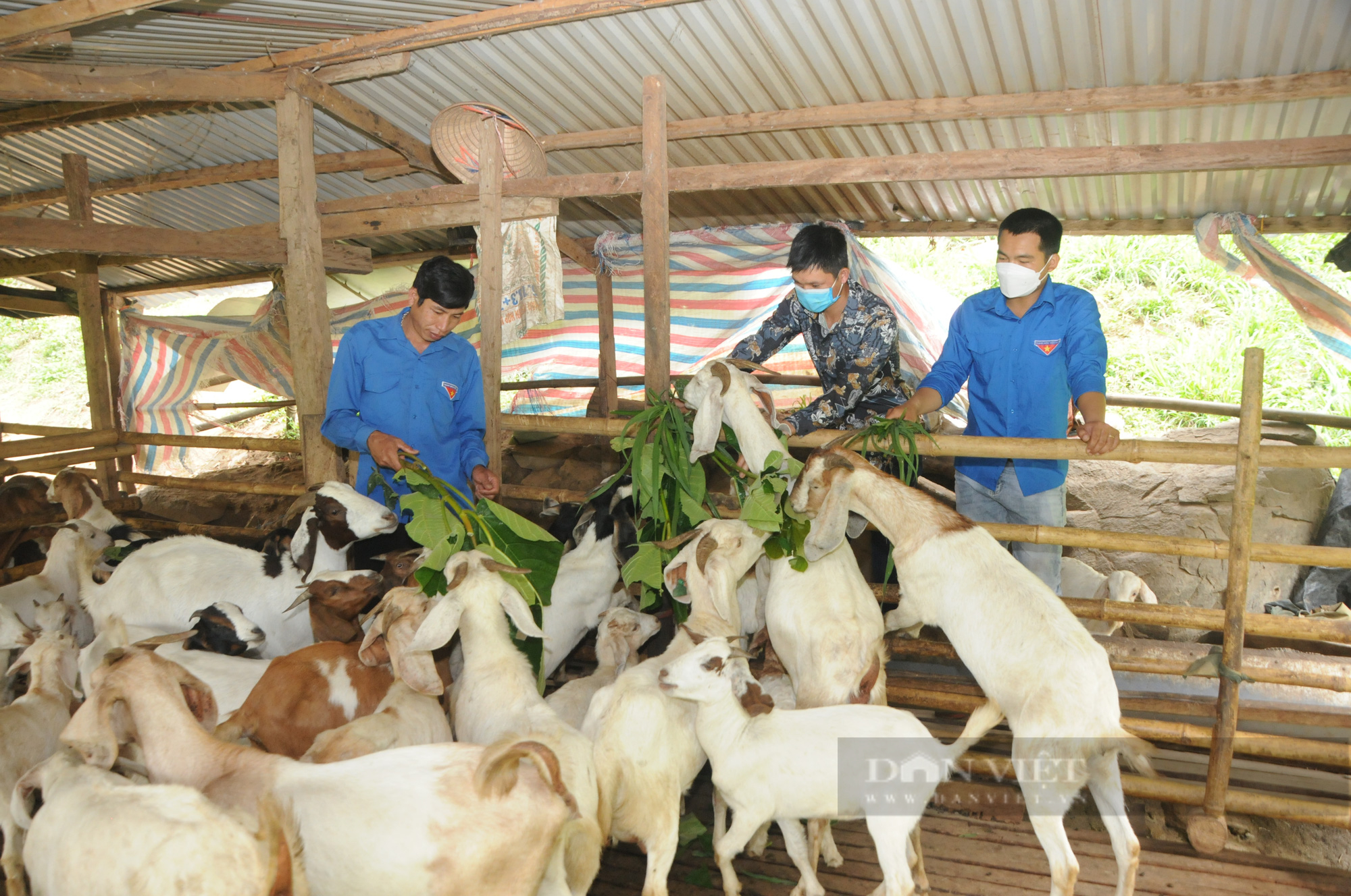 Nuôi dê Boer sinh sản theo hướng hàng hóa chàng thanh niên vùng biên Sơn La lãi hàng trăm triệu đồng  - Ảnh 3.