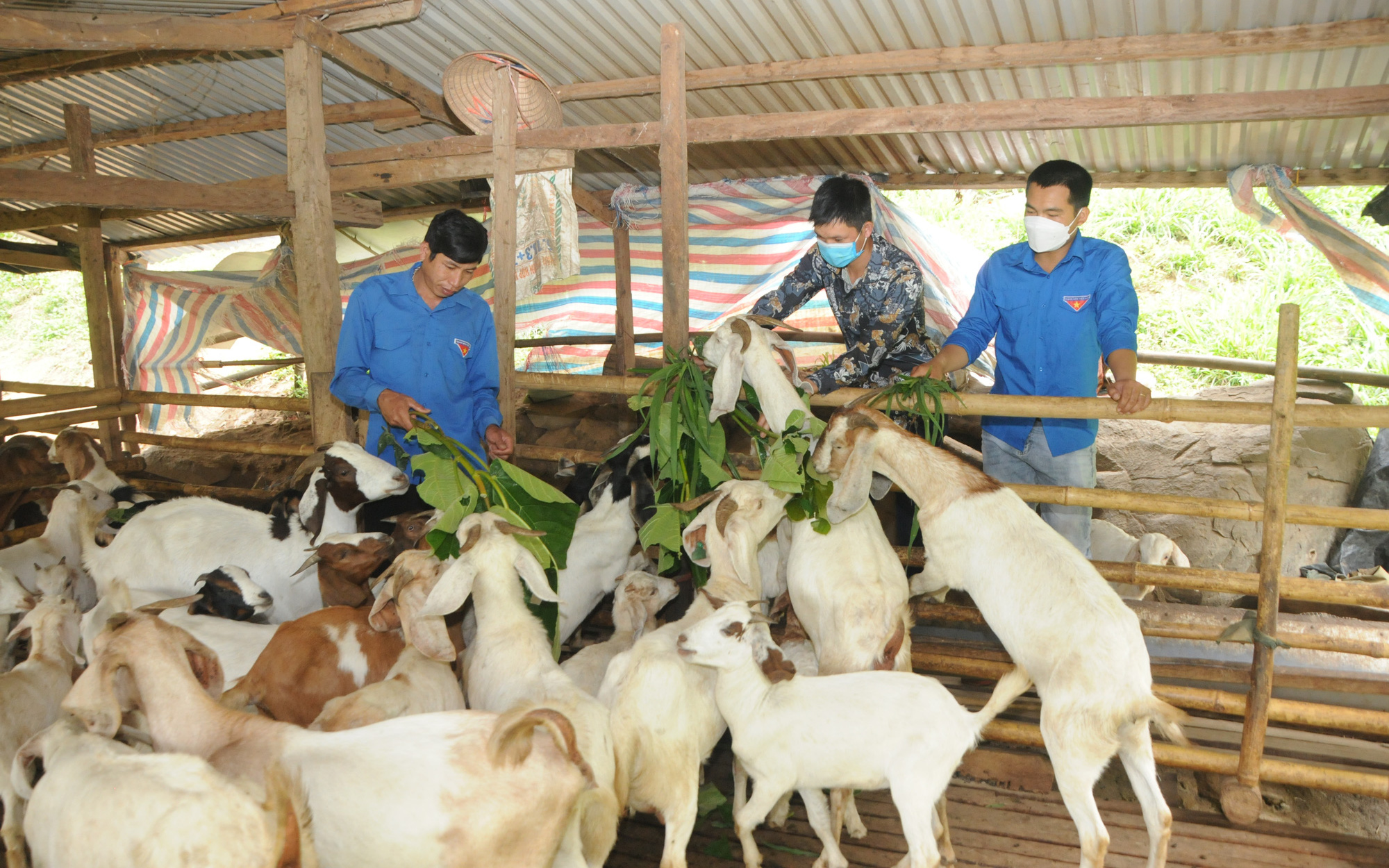 Nuôi dê Boer, con nào cũng khỏe như vâm, anh nông dân vùng biên Sơn La lãi hàng trăm triệu 